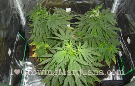 Sick Weed