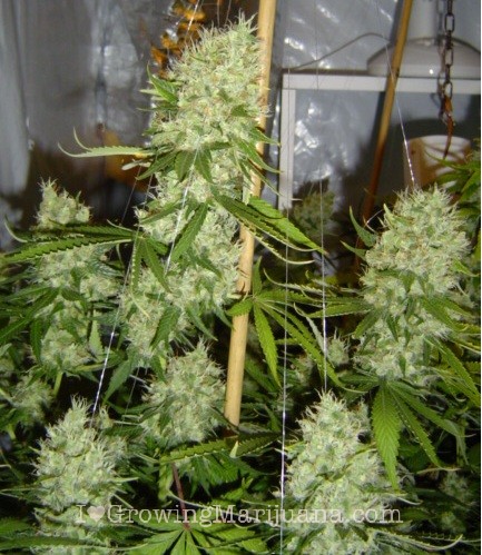 Weed Jack