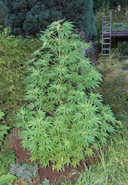 cannabis guide grow