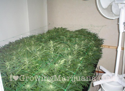 hydroponic watermelon growing