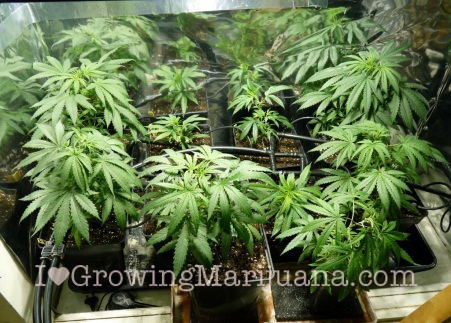 DWC Hydroponic Weed – The Best Grow Light Kits 43 – Passive hydroponics systems for marijuana growing