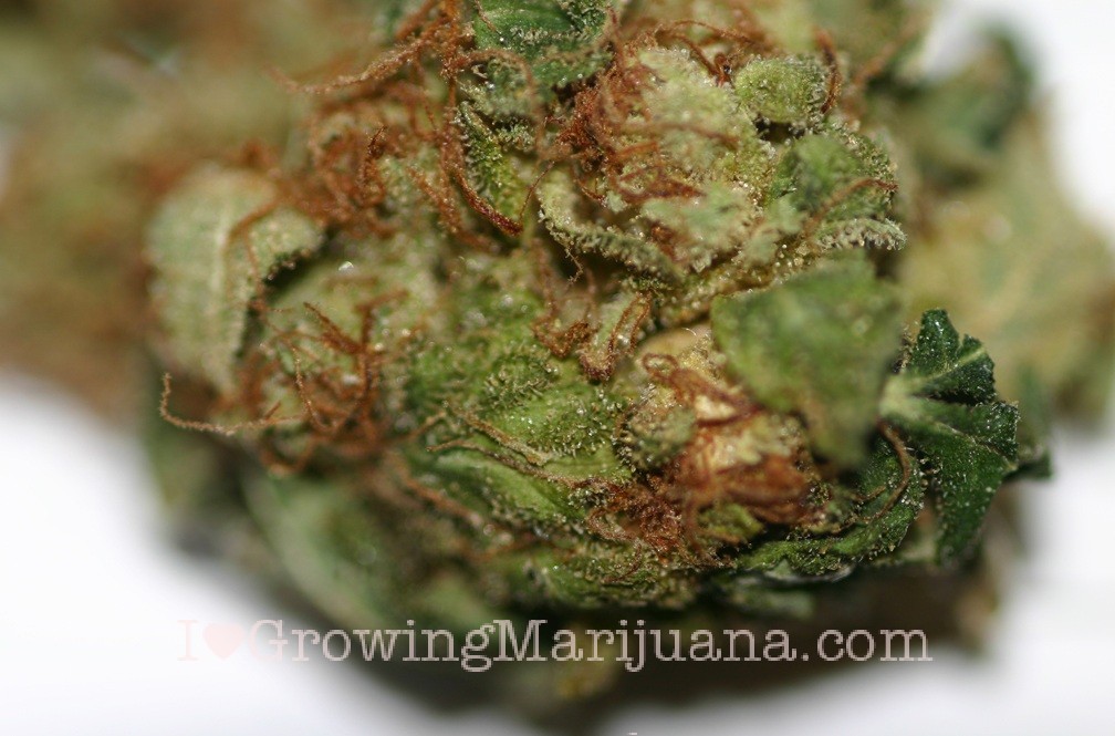Dry Kush