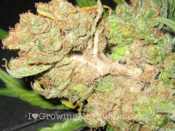 Marijuana+Mold Marijuana question - How to identify and prevent bud rot? -