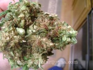 Marijuana+Mold Marijuana question - How to identify and prevent bud rot? -