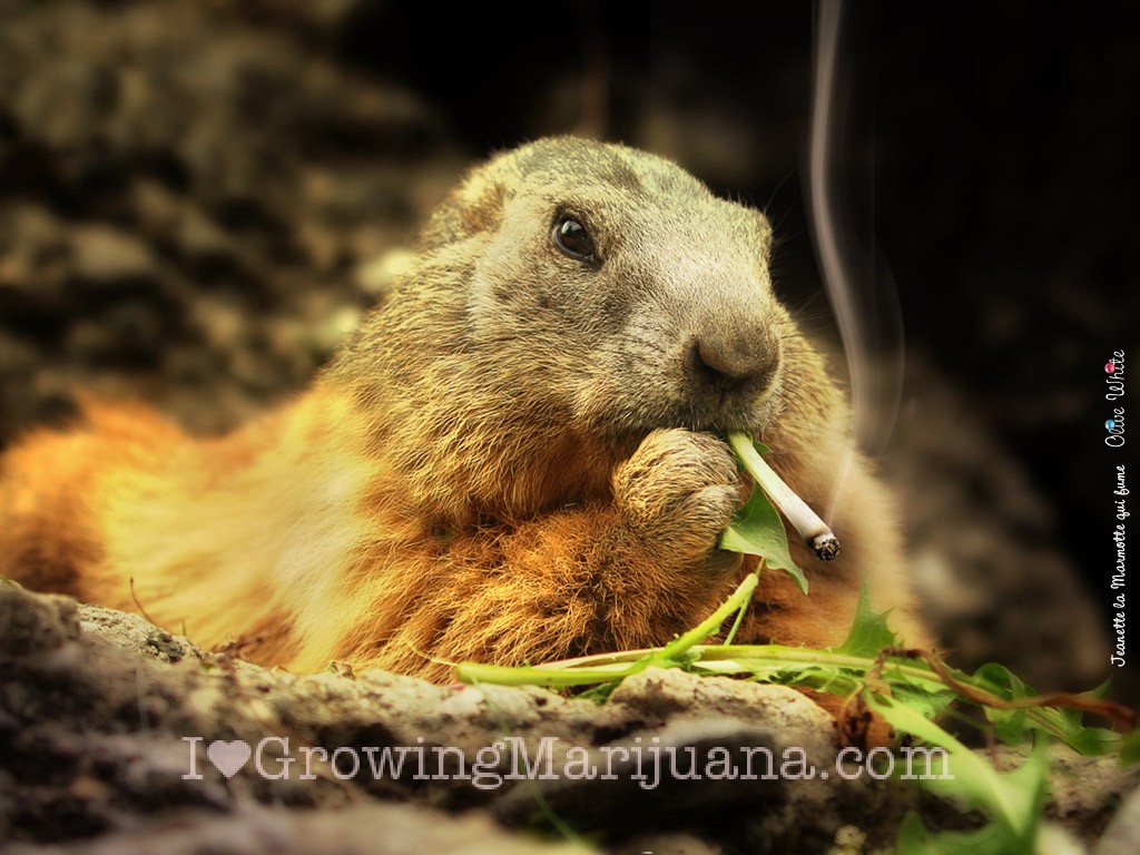 Protection Contre Les Mammifères Et Rongeurs Marihuana En Extérieur I Love Growing Marijuana