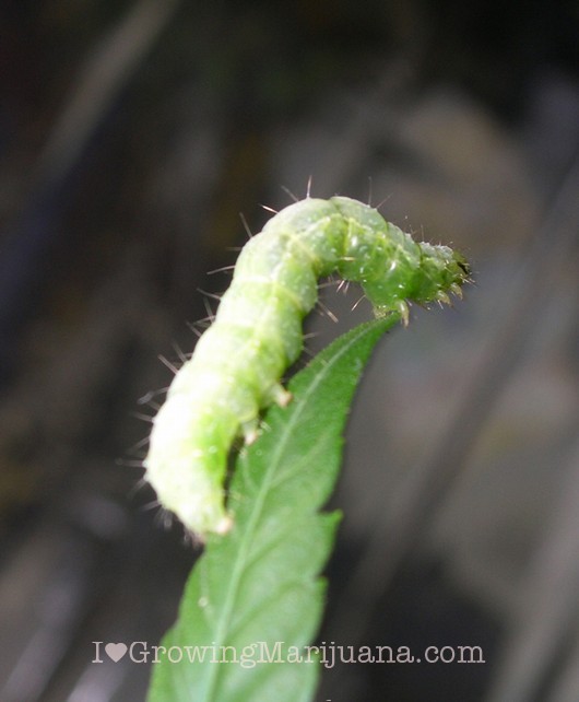 Pests And Bug Control For Outdoor Marijuana Plants
