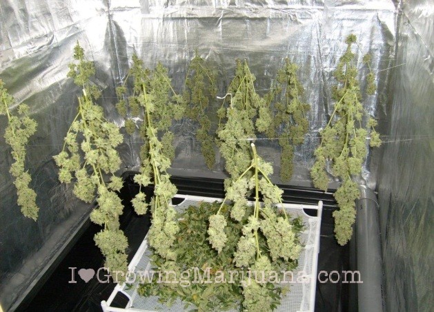 Outdoor marijuana growing - When to harvest