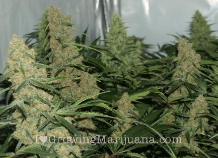 VIDEO CULTIVO MARIJUANA video cultivo marijuana: