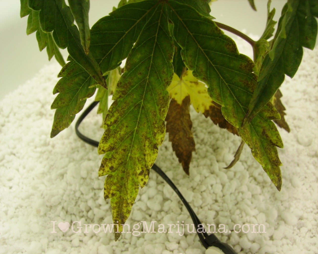 Stop Magnesium Deficiencies In Marijuana Plants Now!