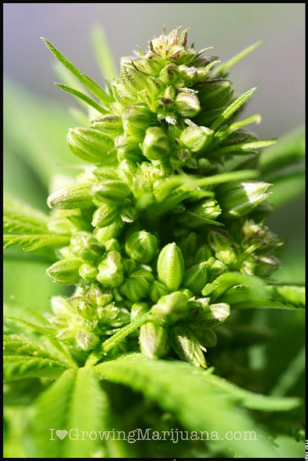 Male Cannabis