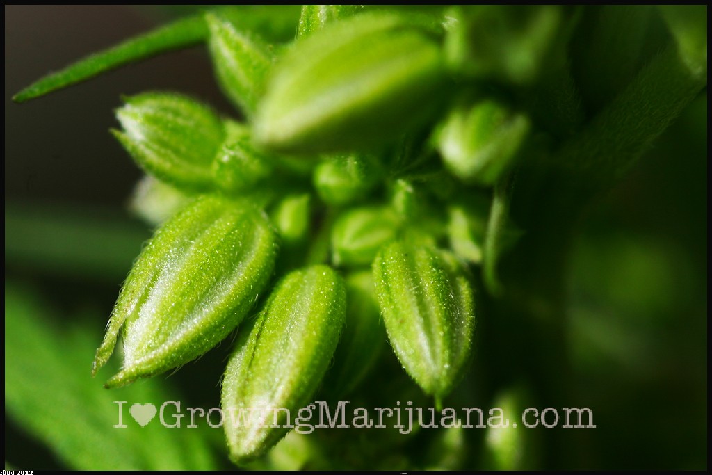 male weed