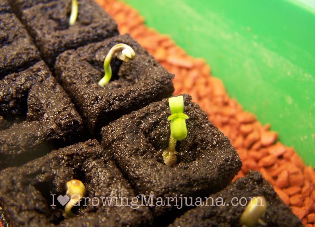 Germinate Marijuana Seeds The Easy Way
