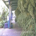 Drying+Marijuana+In+Paper+Bag Drying Marijuana In Paper Bag http://www.ilovegrowingmarijuana.com ...