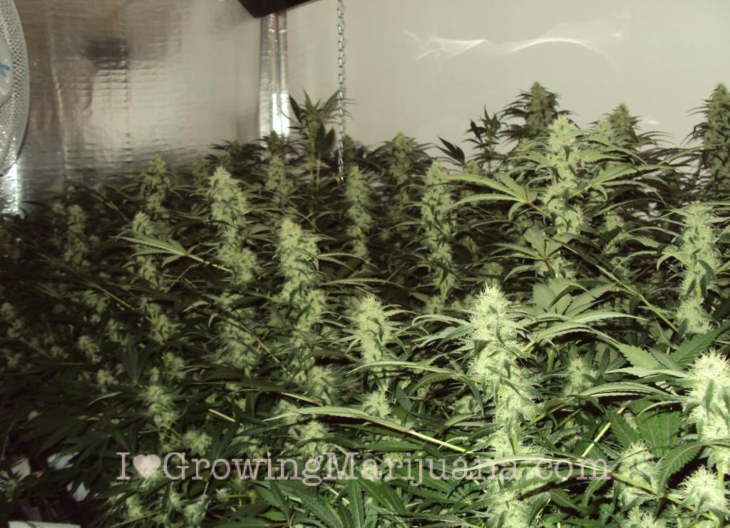 the cannabis grow bible download the cannabis grow bible download