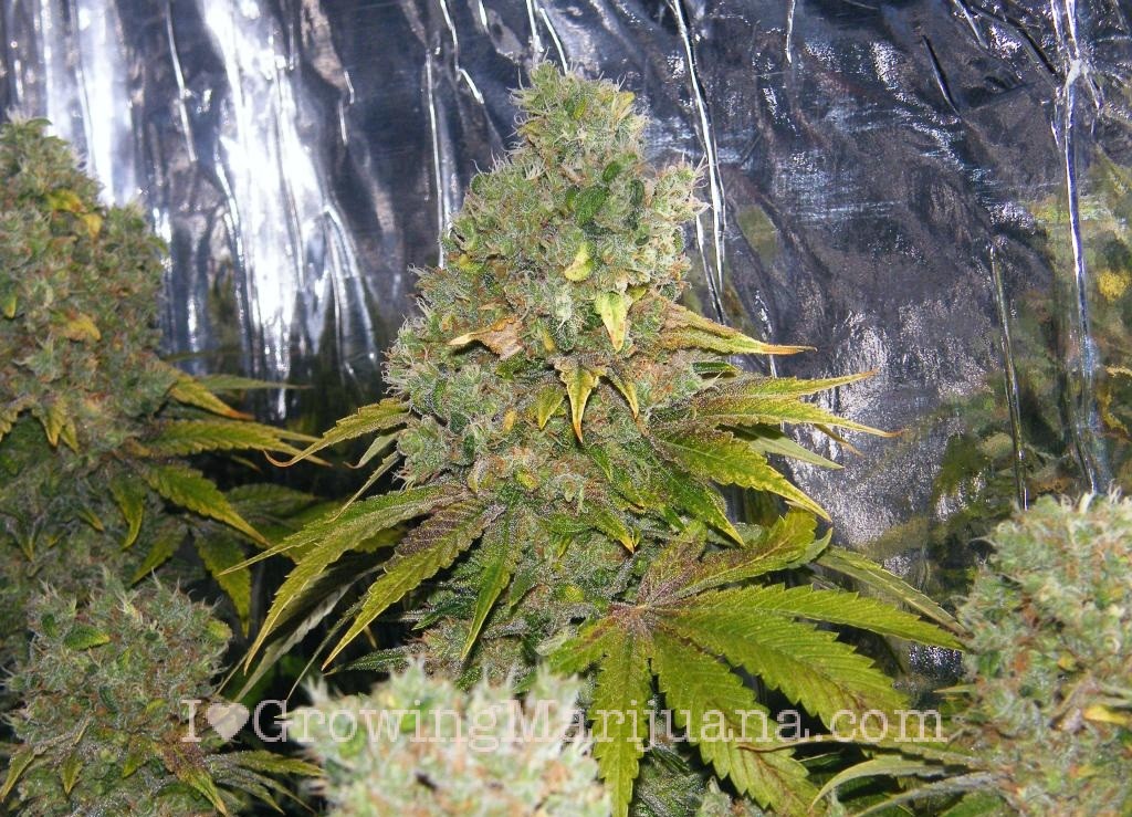 30-big-marijuana-buds-indoor.jpg