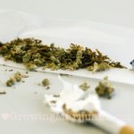Spliff cannabis