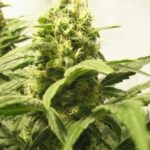 Pipes bongs vaporizers