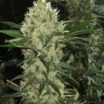 Waterpipe cannabis