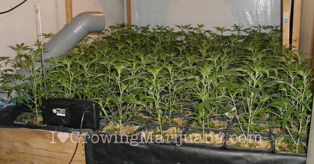 Overview of Marijuana Hydroponic Systems