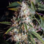 Cannabis smoking equipment