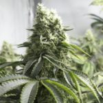 Marijuana pipes bongs