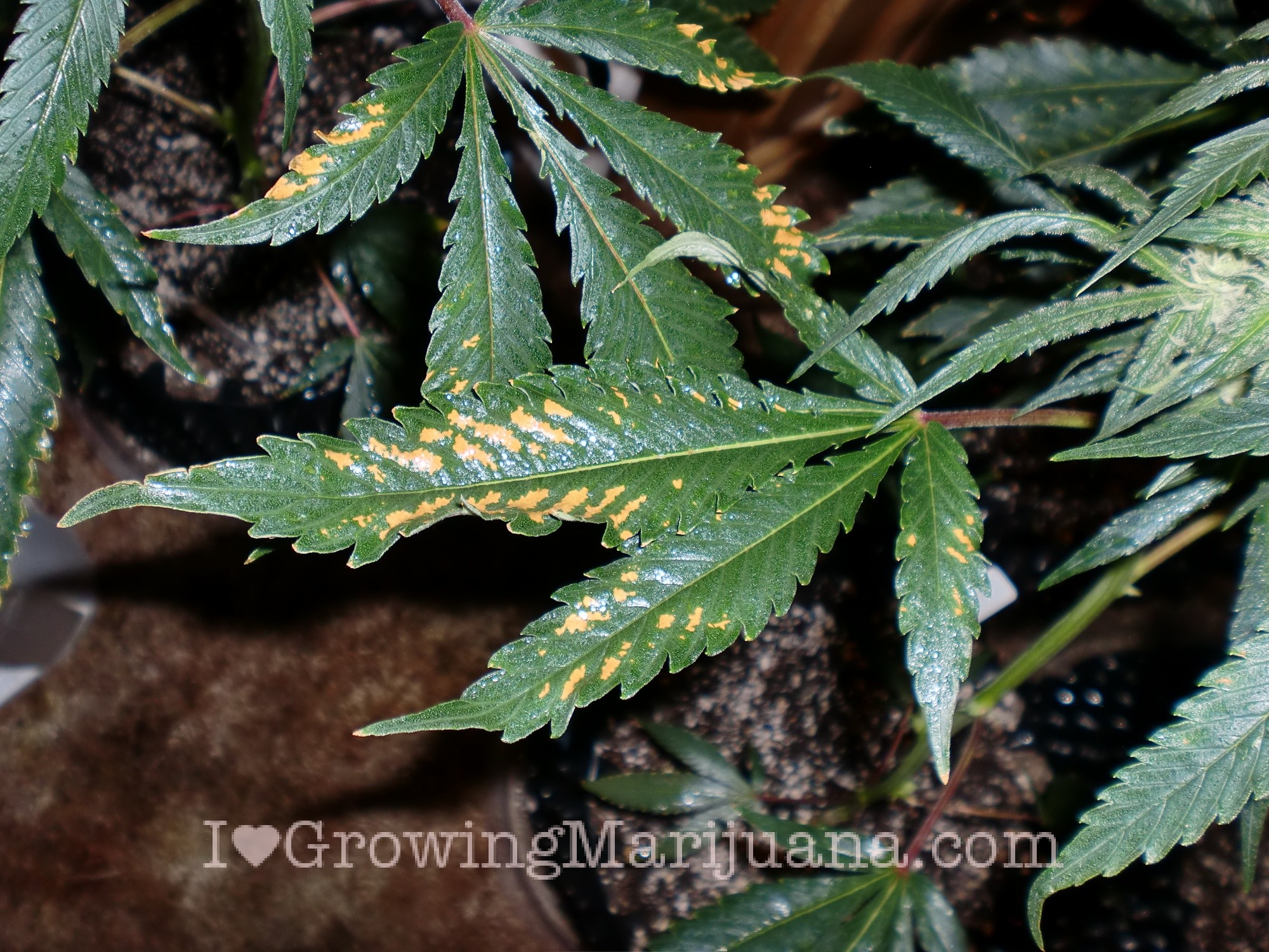 Stop Boron Deficiencies In Marijuana Plants Now!