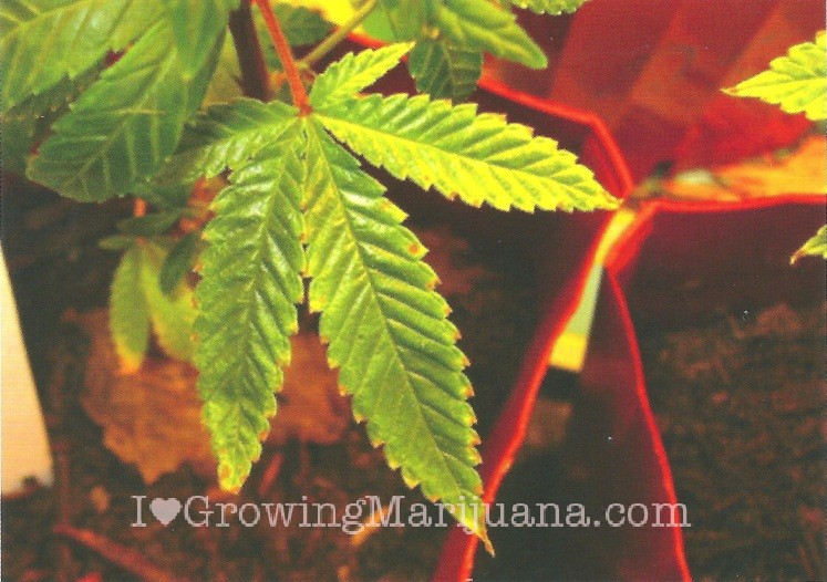 Cannabis Potassium Deficiency