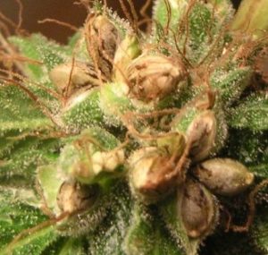 Where do cannabis seeds grow