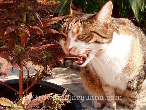 eats marijuana stop cats and dogs harming your marijuana plants now eats marijuana stop cats and dogs harming your marijuana plants now