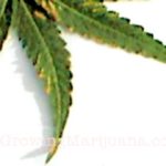 symptoms and solutions of moisture stress on cannabis plants symptoms and solutions plant moisture stress symptoms and solutions of moisture stress on cannabis plants symptoms and solutions plant moisture stress