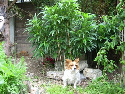 marijuana and dogs stop cats and dogs harming your marijuana plants now marijuana and dogs stop cats and dogs harming your marijuana plants now
