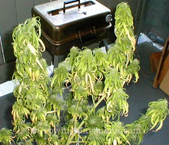 symptoms and solutions of moisture stress on cannabis plants symptoms and solutions plant moisture stress symptoms and solutions of moisture stress on cannabis plants symptoms and solutions plant moisture stress