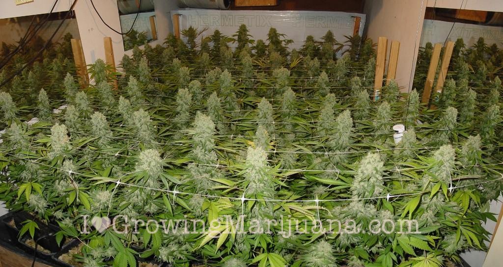 28 best week 6 flowering marijuana plants 5 6 weeks into flowering youtube what to expect 28 best week 6 flowering marijuana plants 5 6 weeks into flowering youtube what to expect