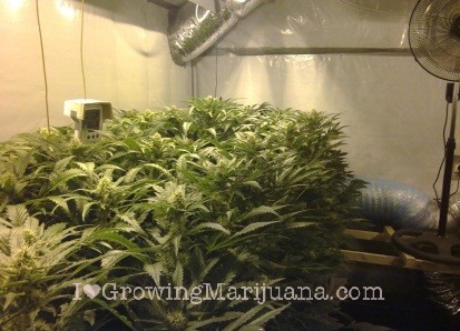 FLORES DE MARIHUANA flores de marihuana: