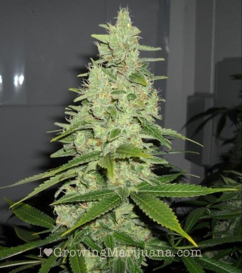FOTOS DE LA PLANTA MARIHUANA fotos de la planta marihuana: