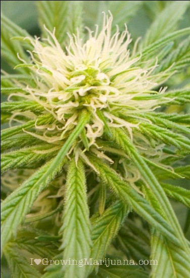 FLORES DE MARIHUANA flores de marihuana: