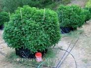 Hunting blind homemade