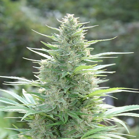 Super Skunk Marijuana Strain Review – Outdoor Growing