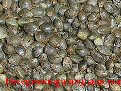 How long can i store cannabis seeds