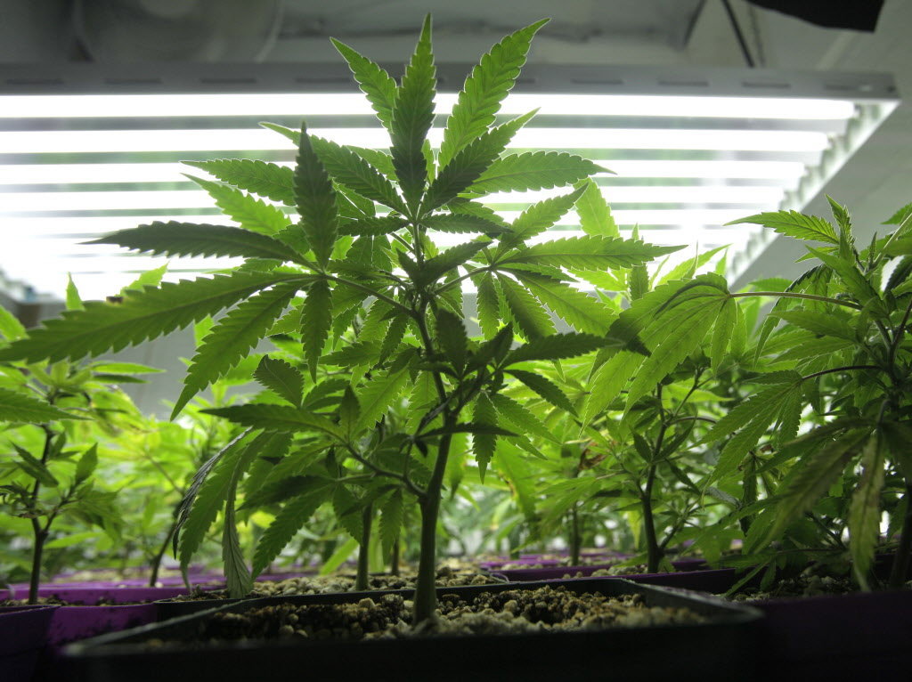 Where to buy cannabis clones seeds