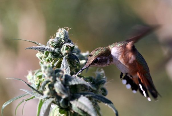 eats marijuana marijuana pest 7 ways to keep pests your plants eats marijuana marijuana pest 7 ways to keep pests your plants