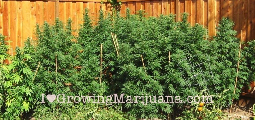 culture de cannabis interieur