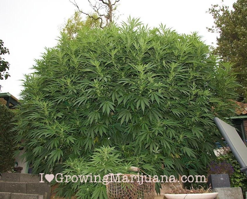 comment avoir de la weed