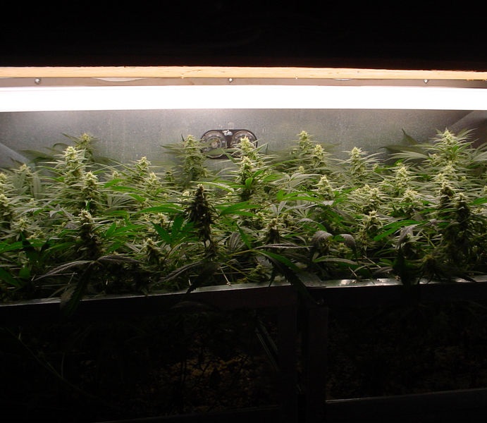 Cannabis yield fluorescent hps