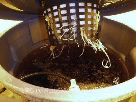 engrais cannabis interieur