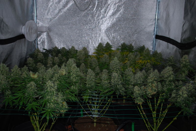 Super Skunk Marijuana Strain Review – Indoor Growing