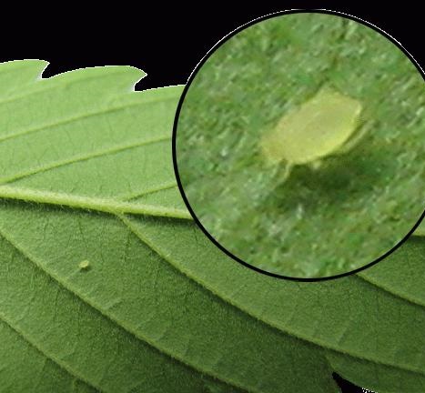 white aphids