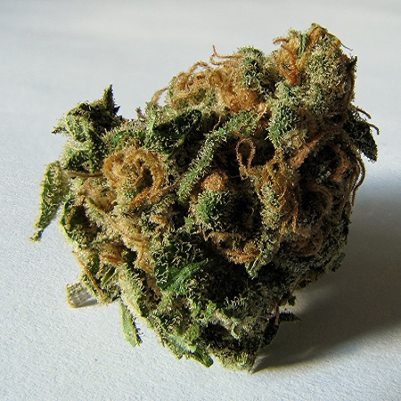 Buds - FREE DOWNLOAD