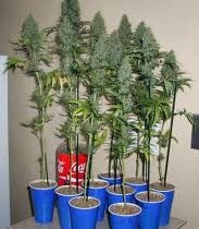 Growing cannabis soda bottles