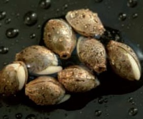 Cannabis best way germinate seeds